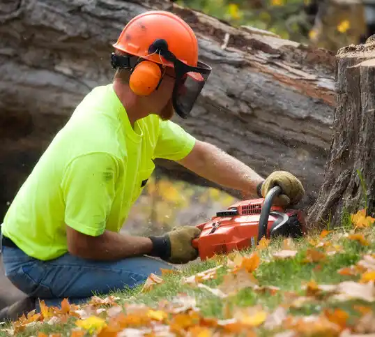 tree services Seabrook